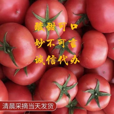 浙江苍南大红西红柿番茄各大市场批发小车散装均可货源足