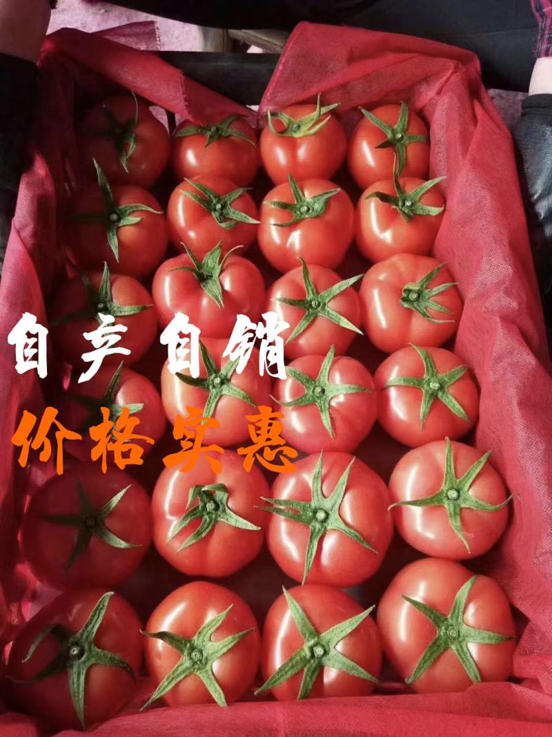 浙江苍南大红西红柿番茄各大市场批发小车散装均可货源足