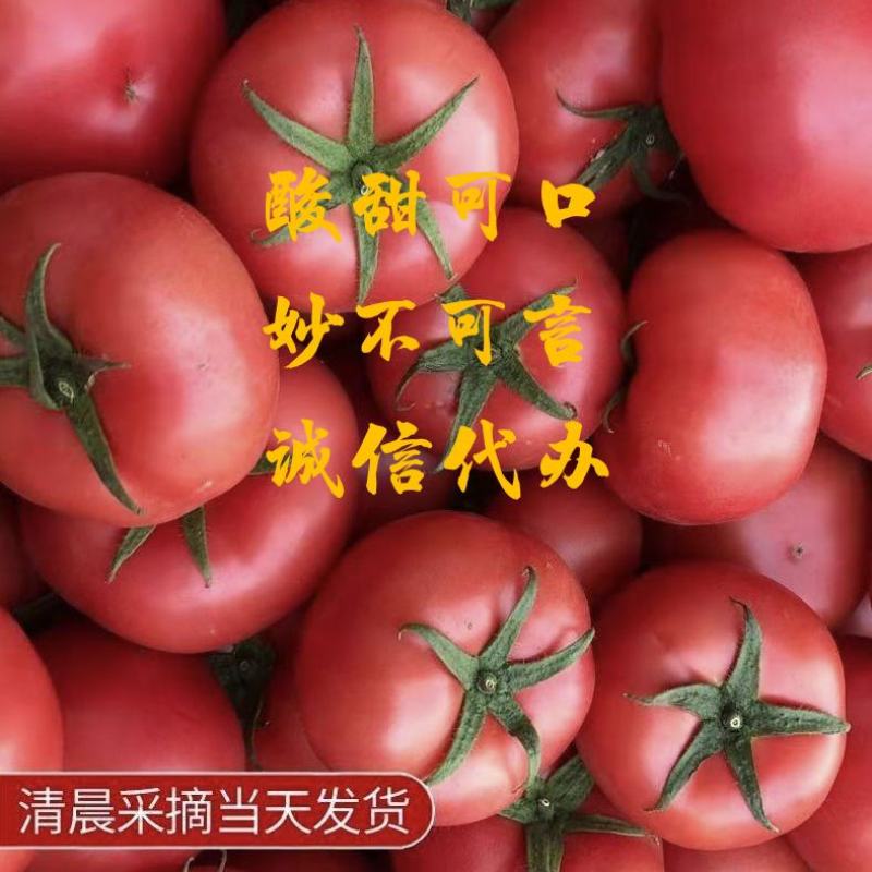 浙江苍南大红西红柿番茄各大市场批发小车散装均可货源足