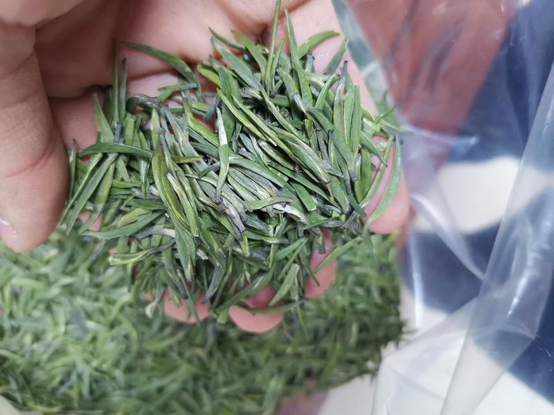 贵州绿茶干净茶湄潭翠芽茶叶雀舌500克包邮高山云雾茶