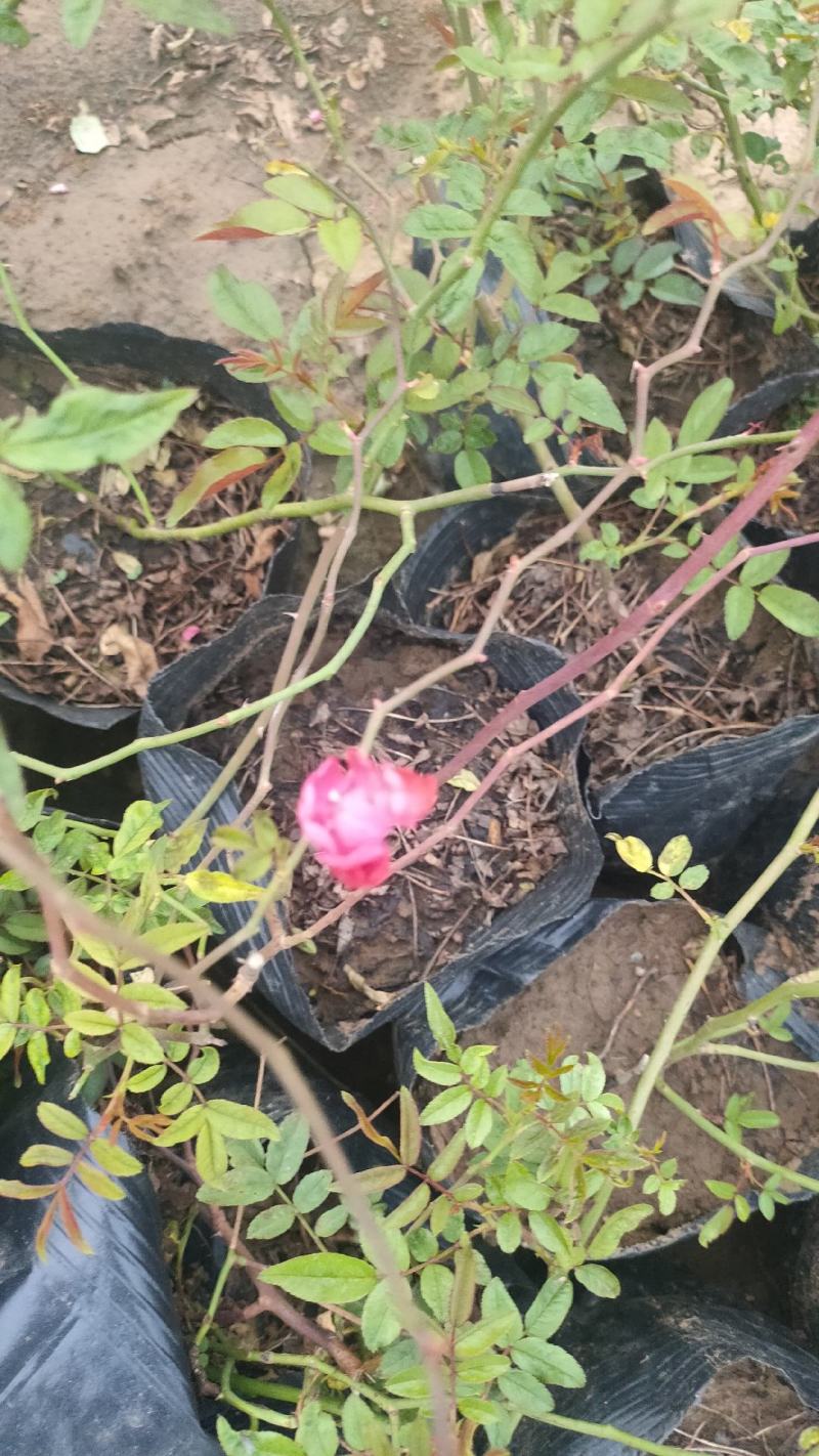 多年生红木香批发，盆栽藤本花卉产地供产山东基地大量发货