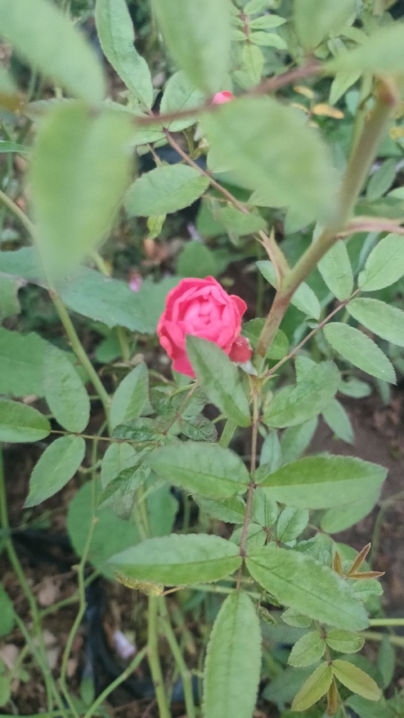 多年生红木香批发，盆栽藤本花卉产地供产山东基地大量发货