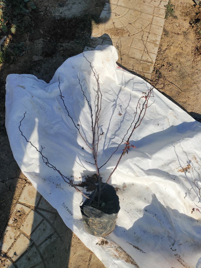 多年生红木香批发，盆栽藤本花卉产地供产山东基地大量发货