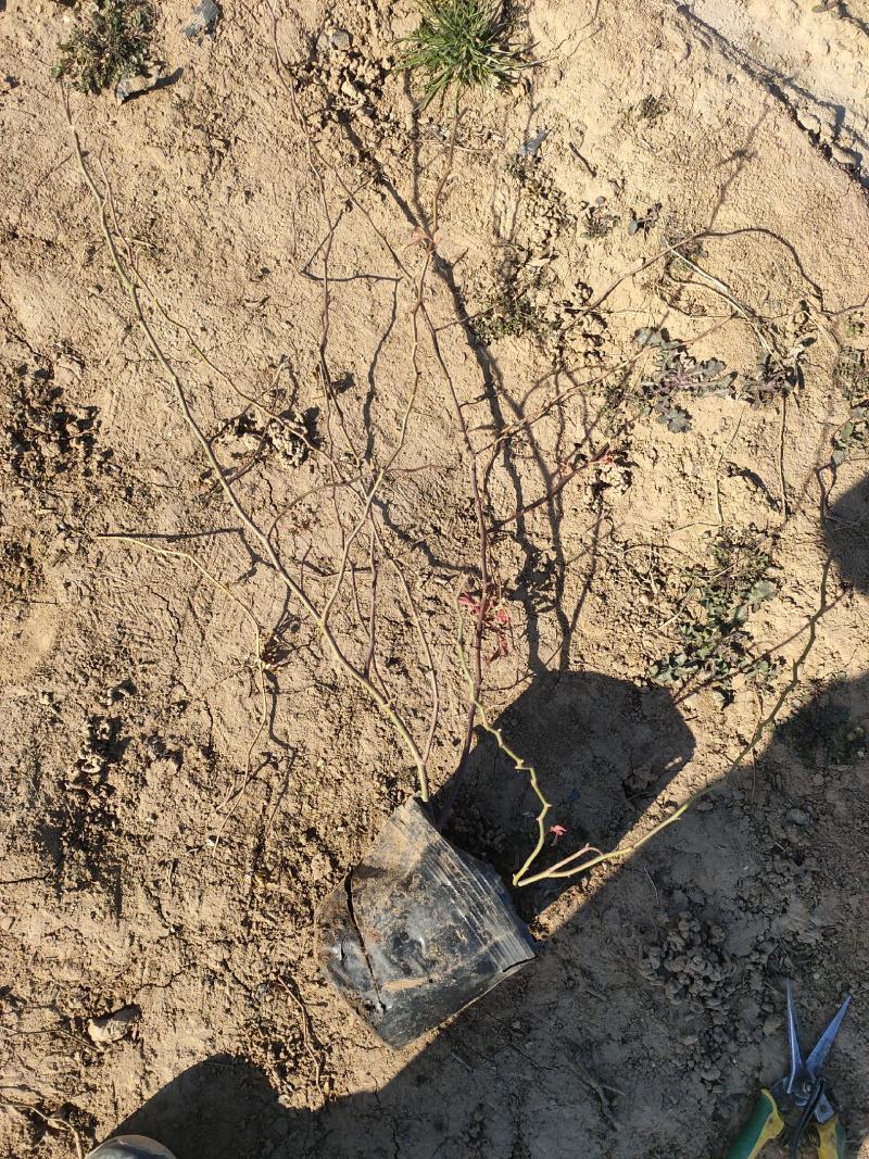 多年生红木香批发，盆栽藤本花卉产地供产山东基地大量发货
