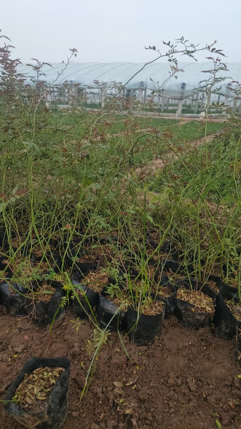 多年生红木香批发，盆栽藤本花卉产地供产山东基地大量发货