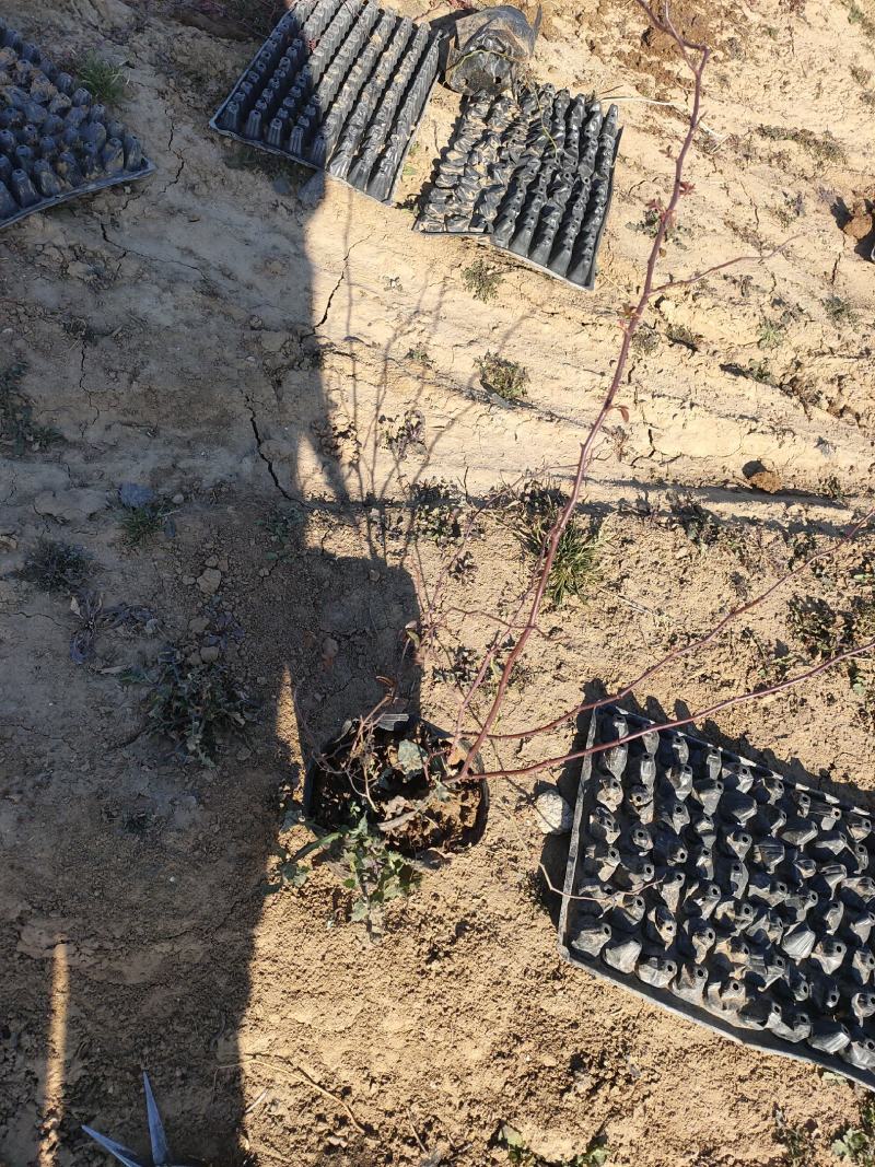 多年生红木香批发，盆栽藤本花卉产地供产山东基地大量发货