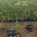 多年生红木香批发,盆栽藤本花卉产地供产山东基地大量发货