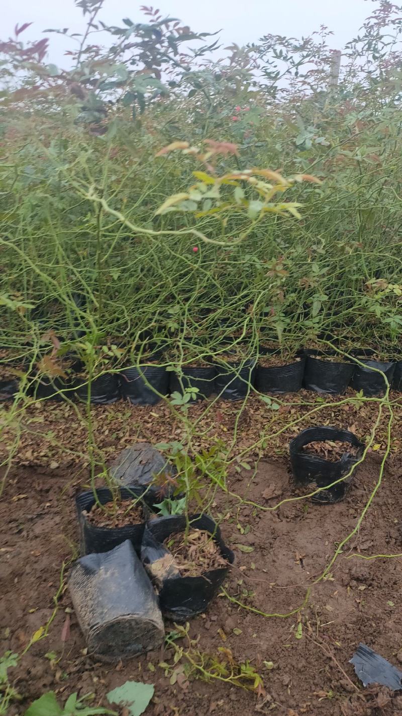 多年生红木香批发，盆栽藤本花卉产地供产山东基地大量发货