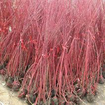 红瑞木绿化彩色苗木红麻球红柳条40公分~2米高3分枝以上