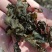 精品免洗地皮菜，俗称地软子，雷公茵，片形大，泡发力好