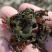 精品免洗地皮菜，俗称地软子，雷公茵，片形大，泡发力好