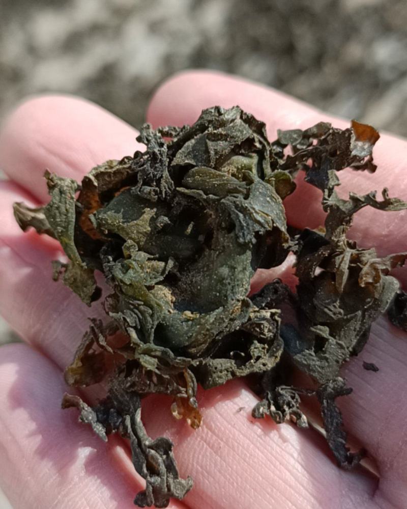 精品免洗地皮菜，俗称地软子，雷公茵，片形大，泡发力好