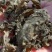精品免洗地皮菜，俗称地软子，雷公茵，片形大，泡发力好