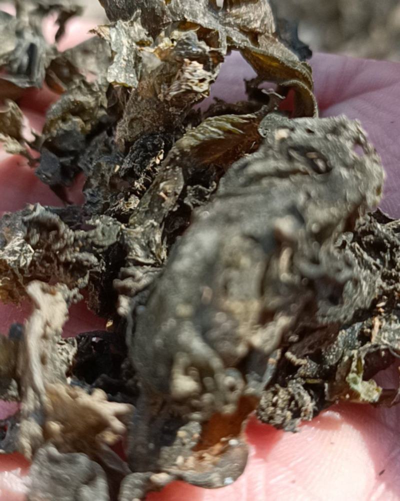 精品免洗地皮菜，俗称地软子，雷公茵，片形大，泡发力好