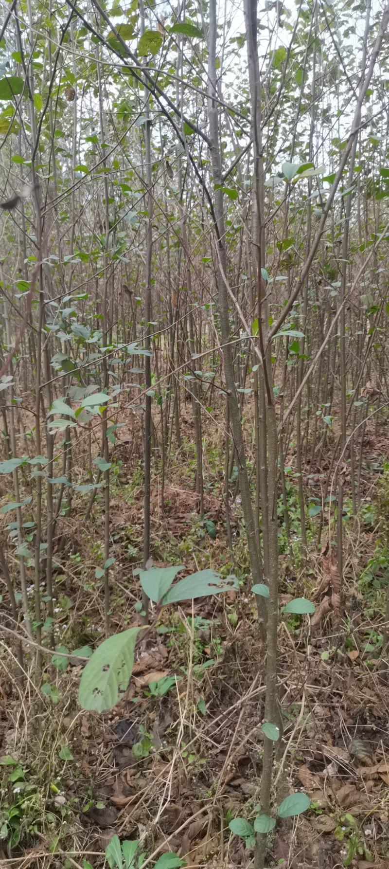 2-3公分江南桤木，田苗出售