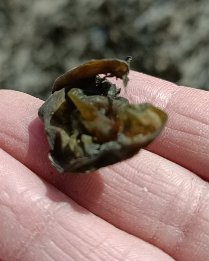 精品免洗地皮菜，俗称地软子，雷公茵，片形大，泡发力好