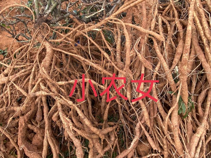 牛大力苗，高产牛大力苗。包结薯