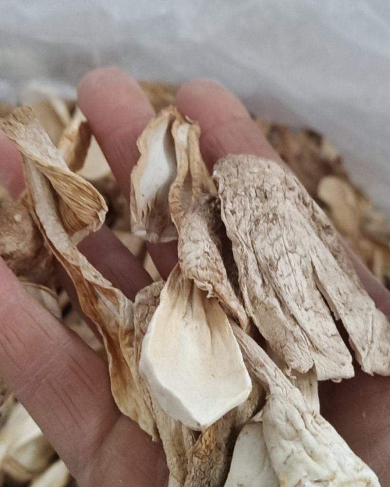 鸡腿菇