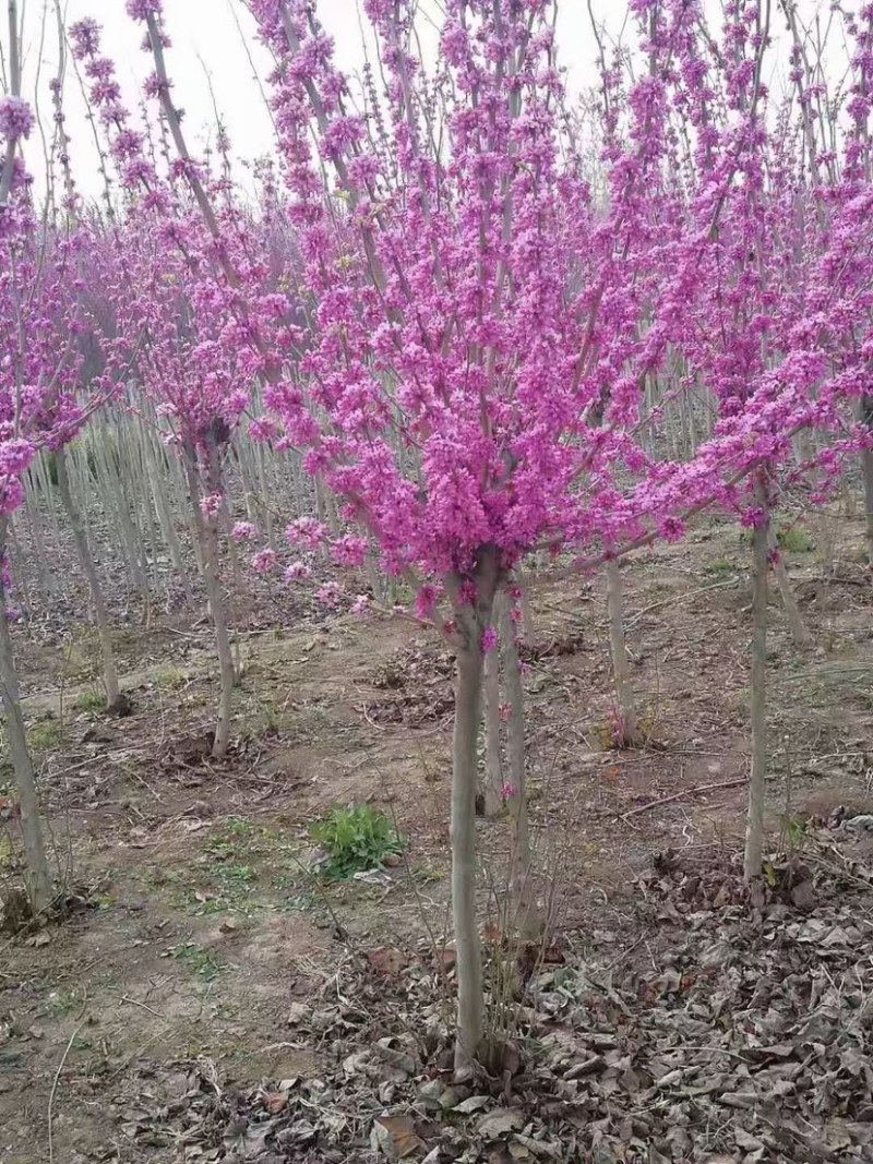 优质紫荆，巨紫荆树苗批发价格直销，现场选树挖苗，量大价优