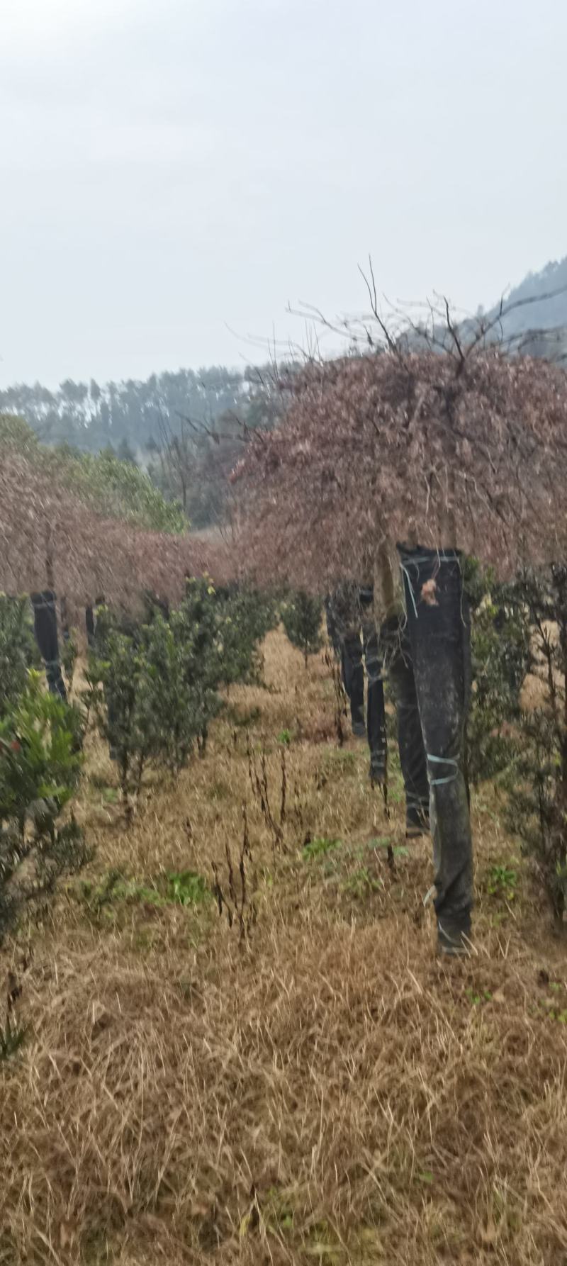 15公分羽毛枫，嫁接羽毛枫，庭院别墅风水树