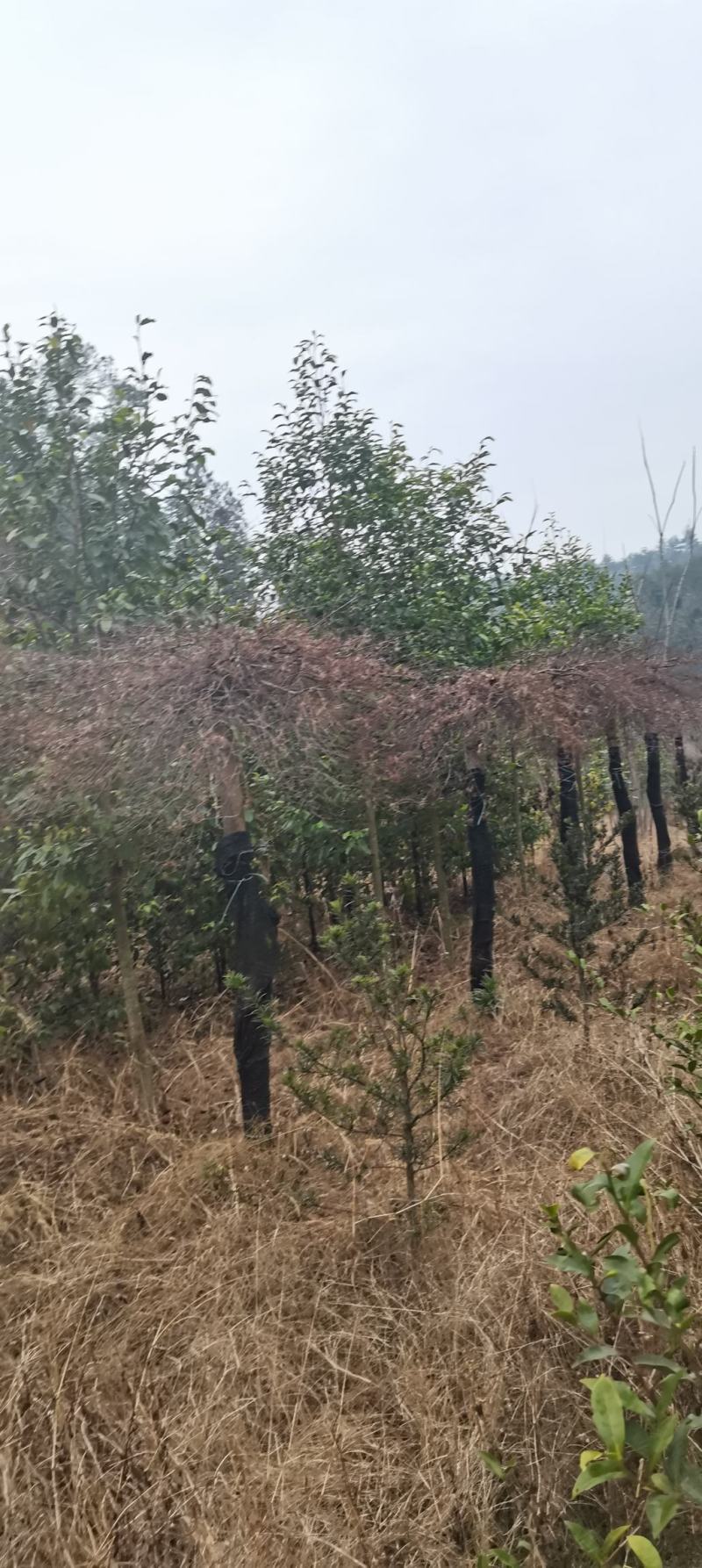 15公分羽毛枫，嫁接羽毛枫，庭院别墅风水树