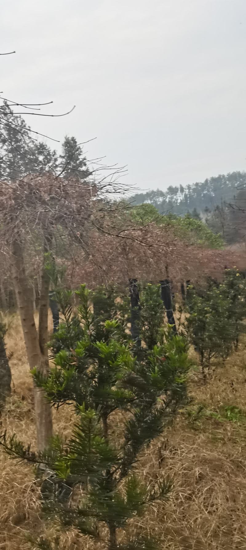 15公分羽毛枫，嫁接羽毛枫，庭院别墅风水树
