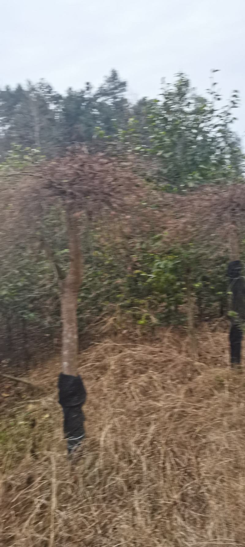 15公分羽毛枫，嫁接羽毛枫，庭院别墅风水树