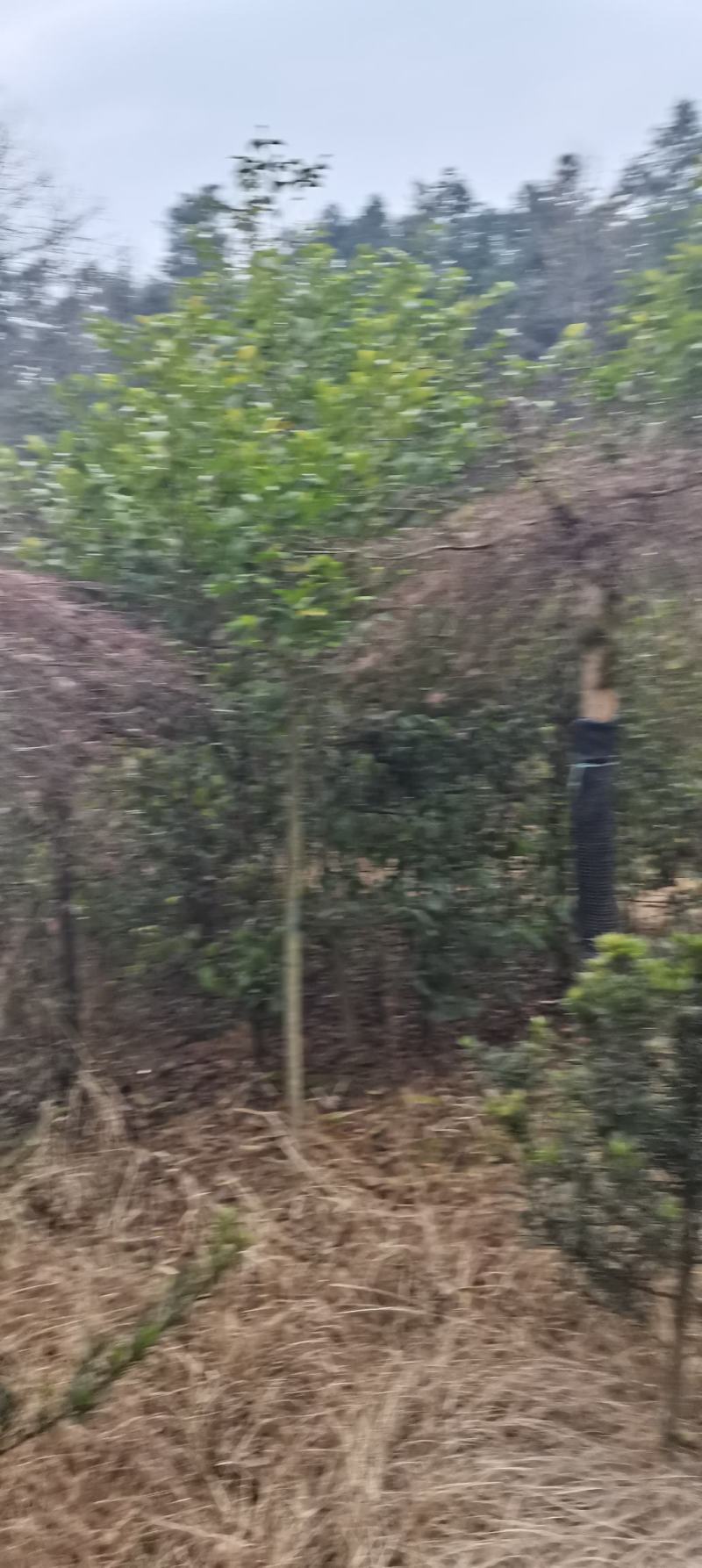 15公分羽毛枫，嫁接羽毛枫，庭院别墅风水树