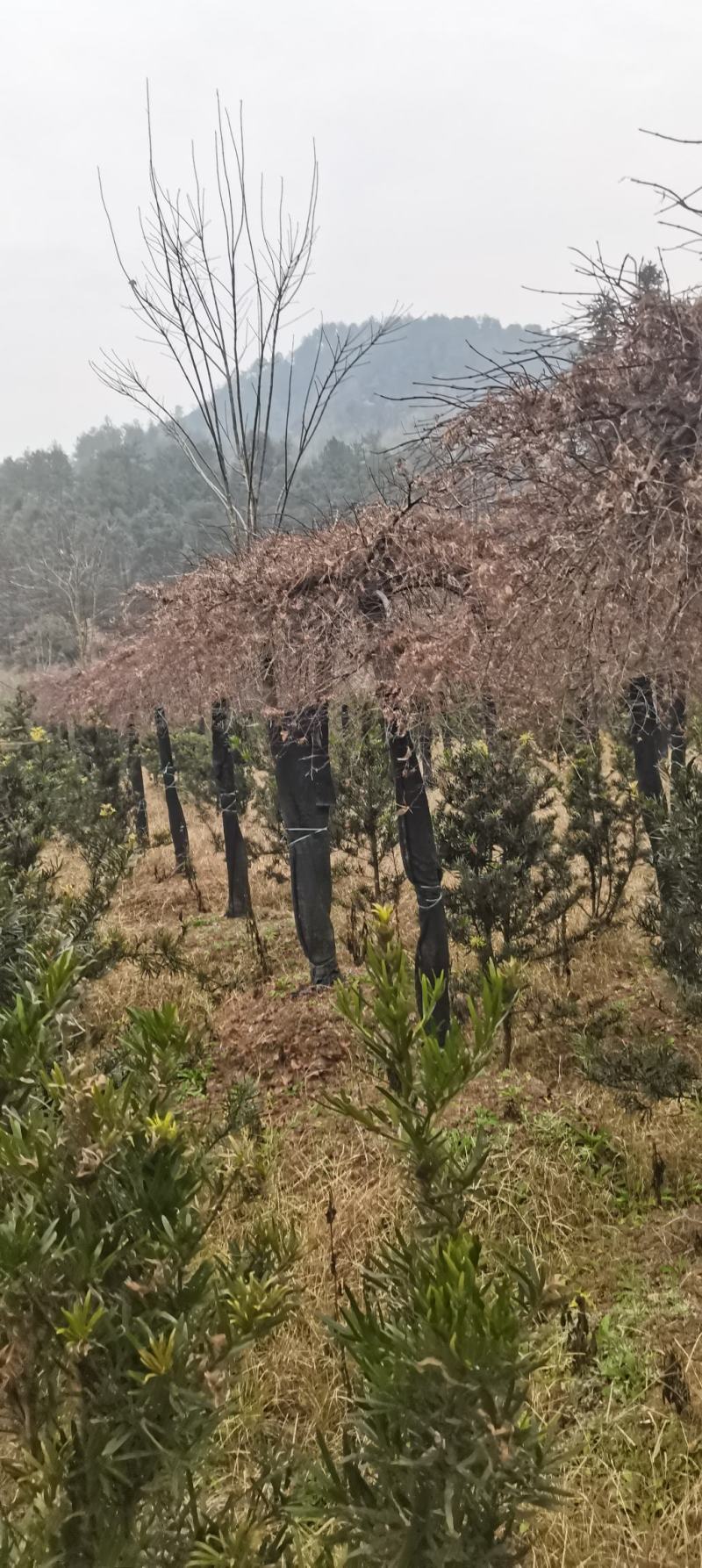 15公分羽毛枫，嫁接羽毛枫，庭院别墅风水树