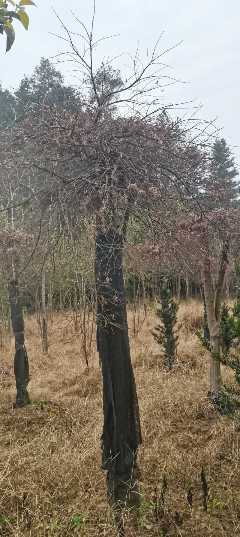 15公分羽毛枫，嫁接羽毛枫，庭院别墅风水树