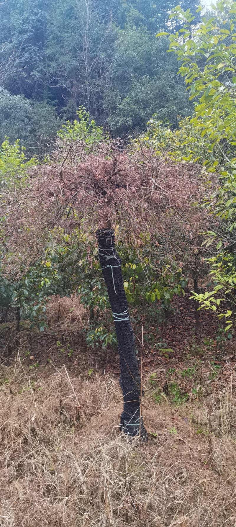 15公分羽毛枫，嫁接羽毛枫，庭院别墅风水树