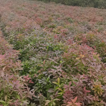 木荷苗，基地直供，防火隔离带苗木，欢迎咨询