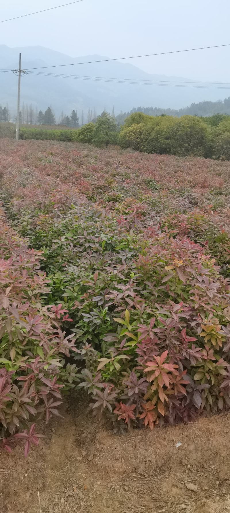 木荷苗，基地直供，防火隔离带苗木，欢迎咨询