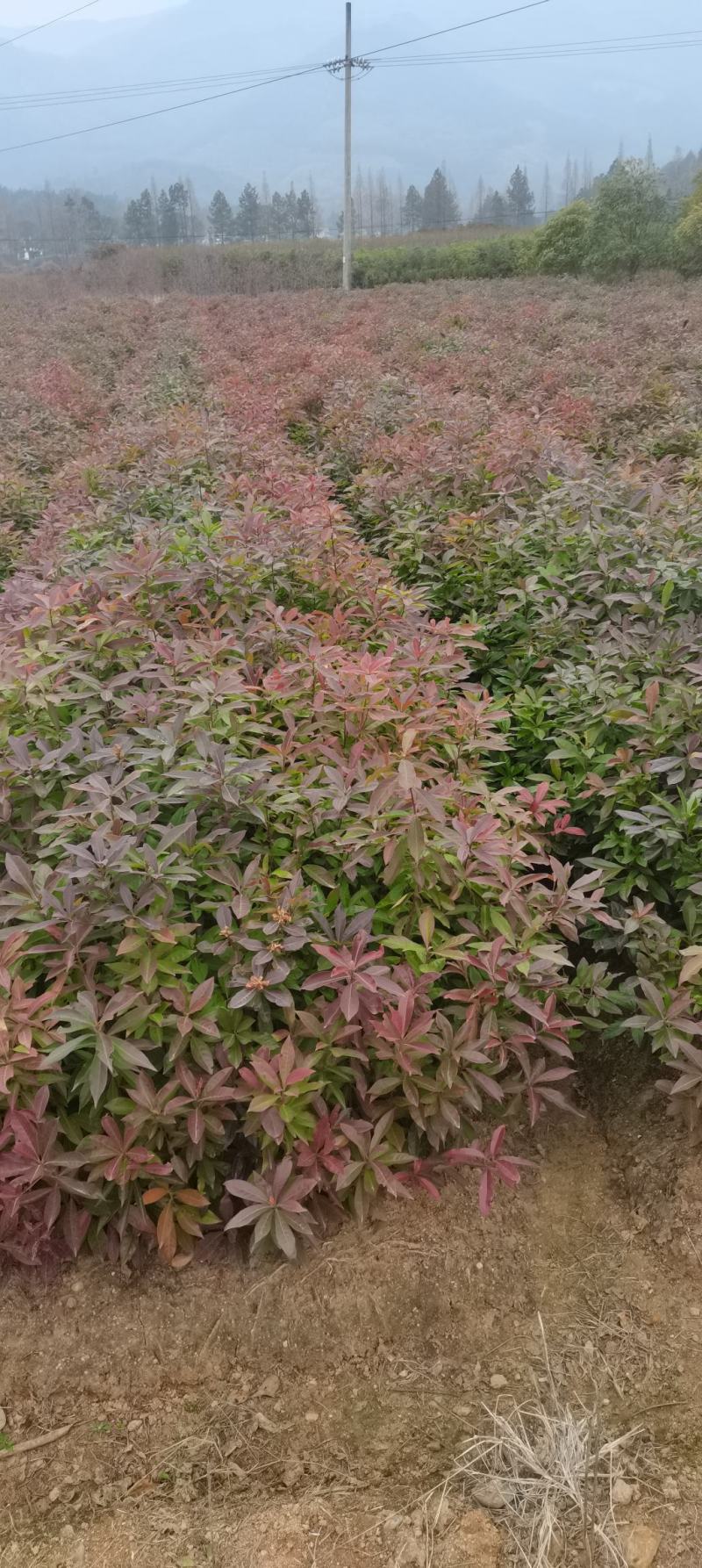 木荷苗，基地直供，防火隔离带苗木，欢迎咨询