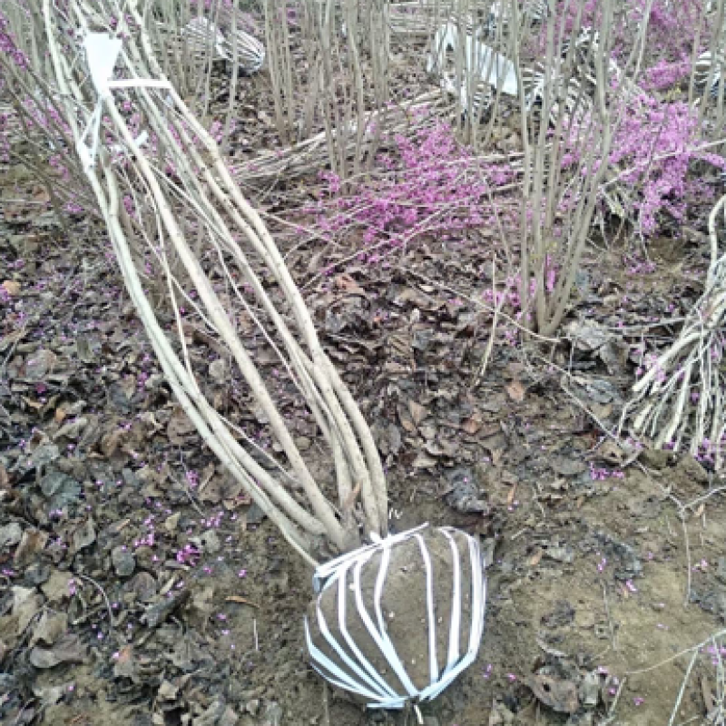 大量出售丛生紫荆，枝条多，树冠饱满，规格齐全，质优价廉