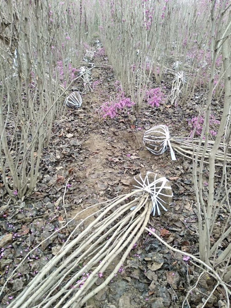 大量出售丛生紫荆，枝条多，树冠饱满，规格齐全，质优价廉