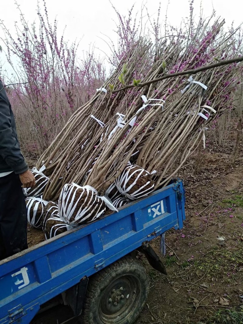 大量出售丛生紫荆，枝条多，树冠饱满，规格齐全，质优价廉