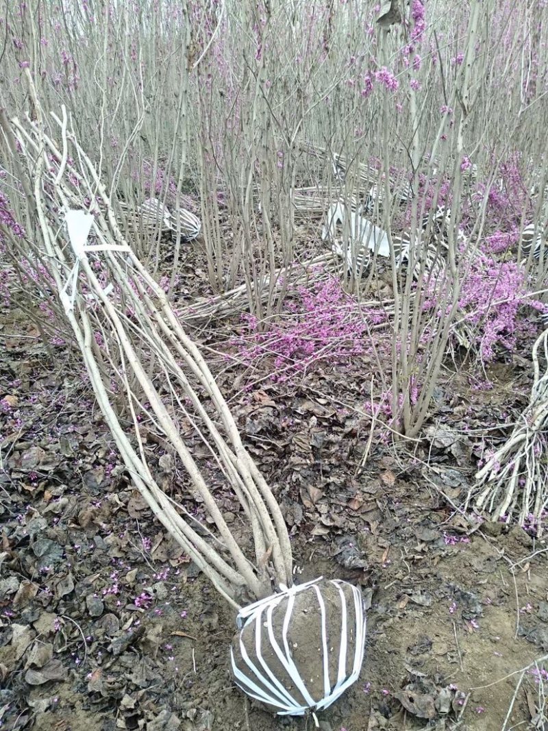 大量出售丛生紫荆，枝条多，树冠饱满，规格齐全，质优价廉