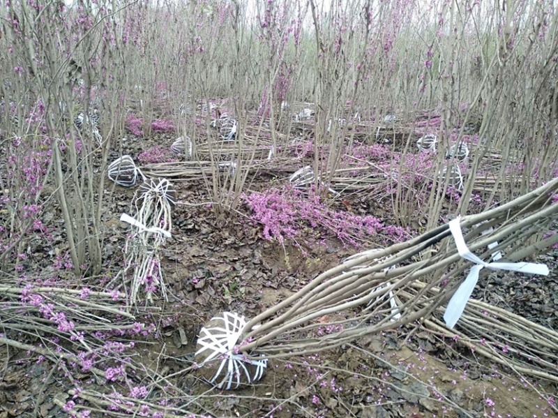 大量出售丛生紫荆，枝条多，树冠饱满，规格齐全，质优价廉