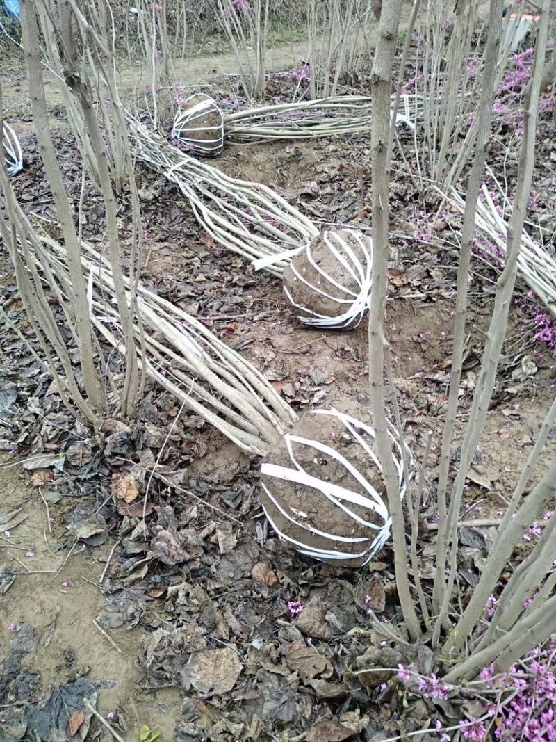 大量出售丛生紫荆，枝条多，树冠饱满，规格齐全，质优价廉