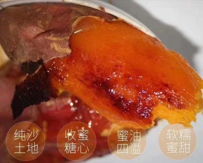 电商一件代发烤薯专用烟薯25蜜薯糖心红薯
