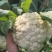 精品有机花菜(松花菜),大量上市中,花白精美,欢迎订购