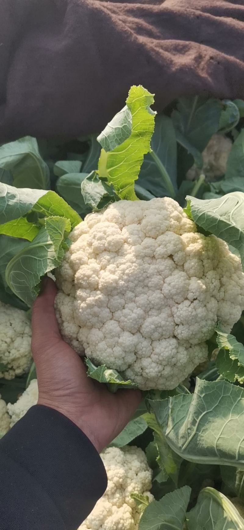 精品有机花菜（松花菜），大量上市中，花白精美，欢迎订购