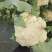 精品有机花菜(松花菜),大量上市中,花白精美,欢迎订购