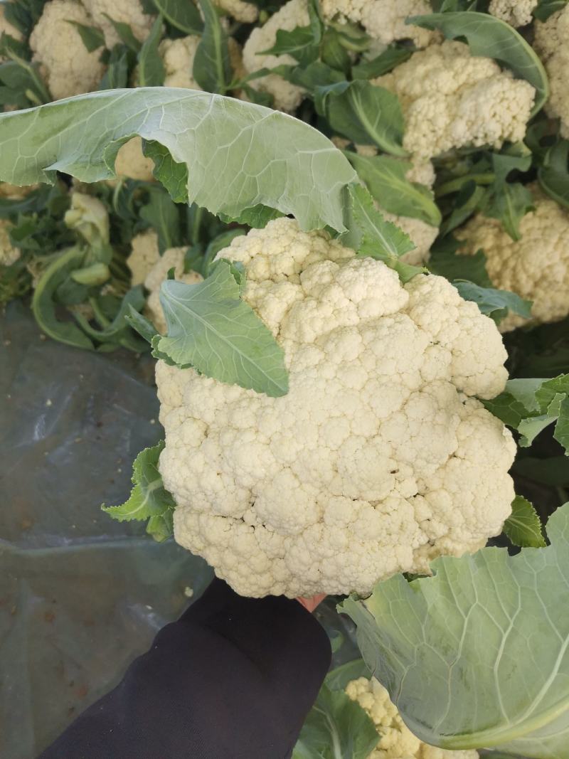 精品有机花菜（松花菜），大量上市中，花白精美，欢迎订购