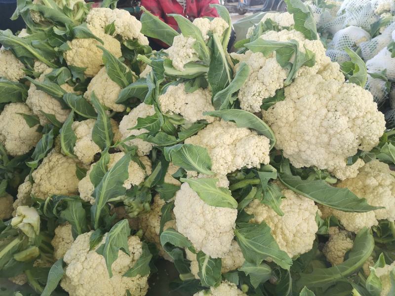 精品有机花菜（松花菜），大量上市中，花白精美，欢迎订购