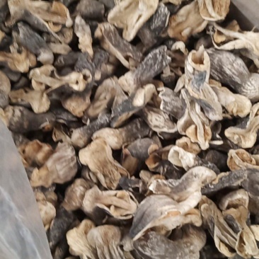 自种的草菇