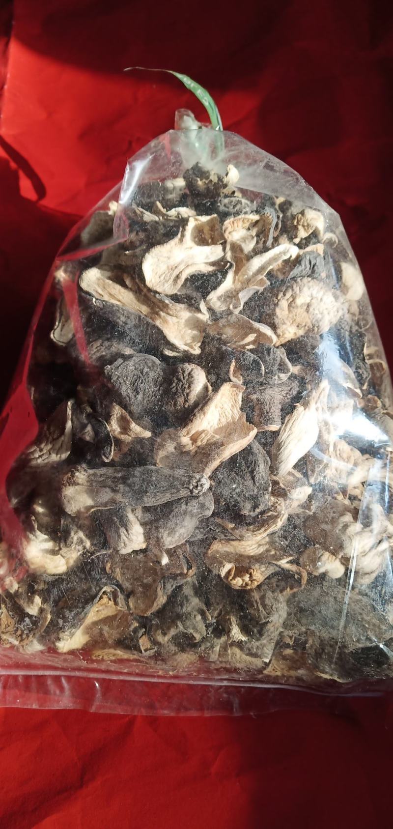 自种的草菇