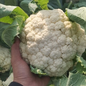 精品有机花菜(松花菜),大量上市中,花白精美,欢迎订购