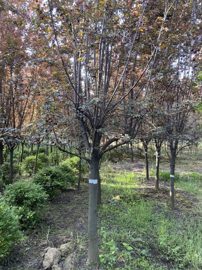 8公分红叶李基地，10公分紫叶李批发，量大价优